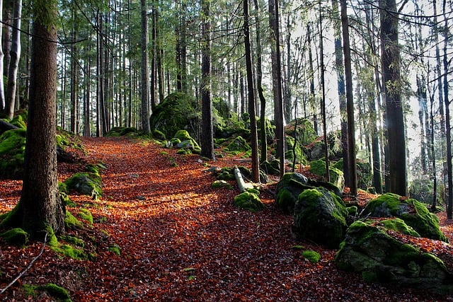 Free Forest Path photo and picture