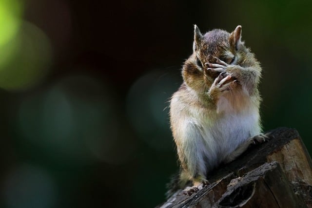 Esquilo, Madeira, Cobrindo, Animal