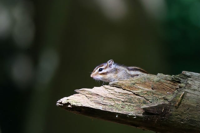 Esquilo, Natureza, Madeira