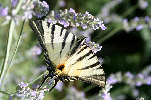 Free Butterfly Lavender photo and picture