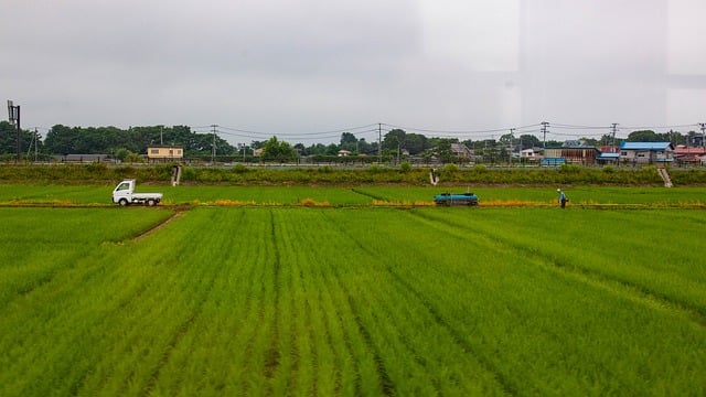 Free Rice Field Truck photo and picture