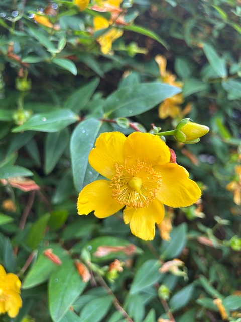 Free St John'S Wort Yellow Flower photo and picture