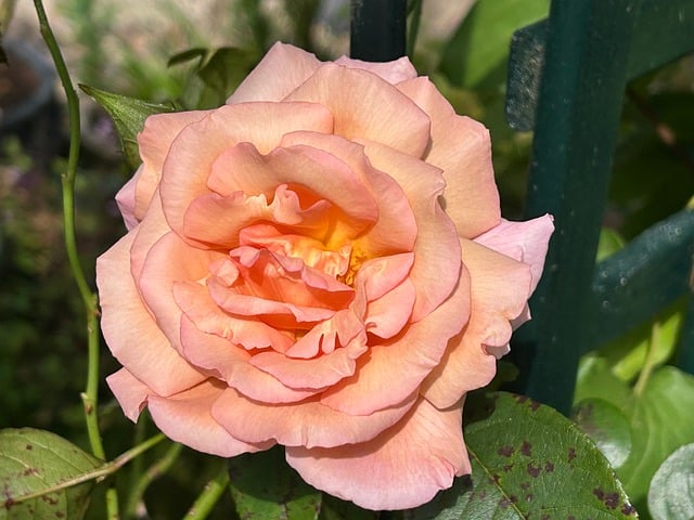 Free Rose Peach Rose photo and picture