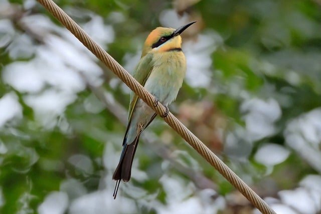Free Bee-Eater Nature photo and picture
