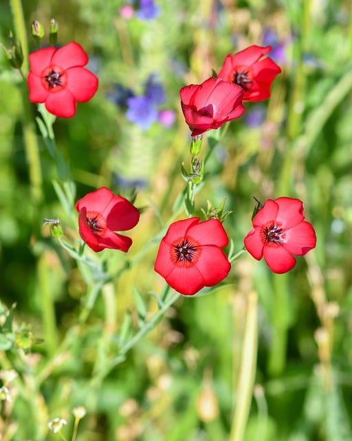Røde Blomster, Hørblomster, Natur