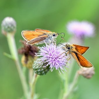 Sommerfugl, Insekt, Blomst, Natur