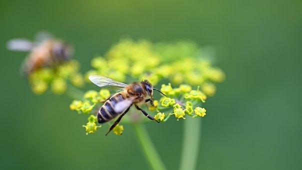 Bi, Blomst, Grøn, Makro, Pollen