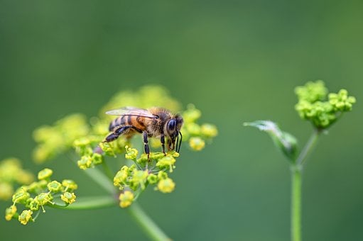 Bi, Bestøvning, Makro, Vild Pastinak