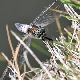 Guldsmed, Natur, Makrofotografering, Øje
