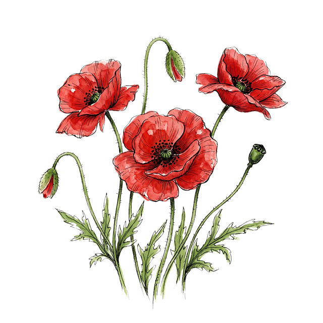 Download free HD stock image of Poppies Red Flowers Free poppies red flowers bouquet illustration