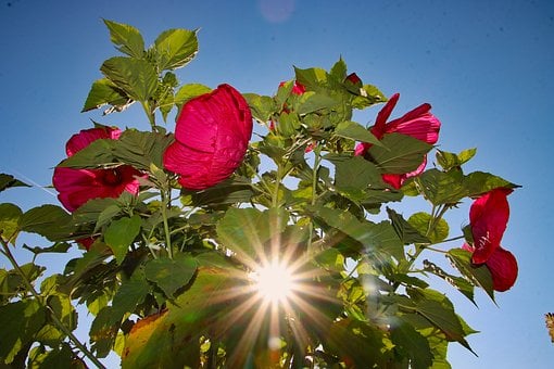 Hibiscus, Natur, Sol, Sommer, Grøn