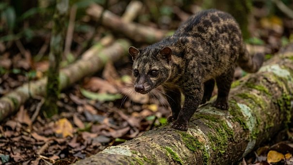 Free Sulawesi Palm Civet illustration and picture