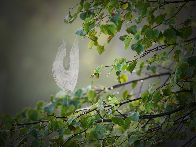 Free Spider Web Morning photo and picture