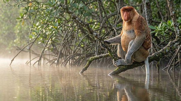 Free Proboscis Monkey Borneo illustration and picture