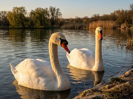 Free Swans Lake illustration and picture