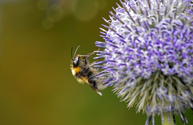 Download free HD stock image of Bumblebee Wild Bee Free Bumblebee Wild Bee photo and picture