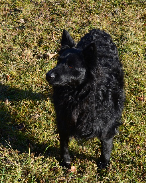Free Dog Shepherd Dog photo and picture