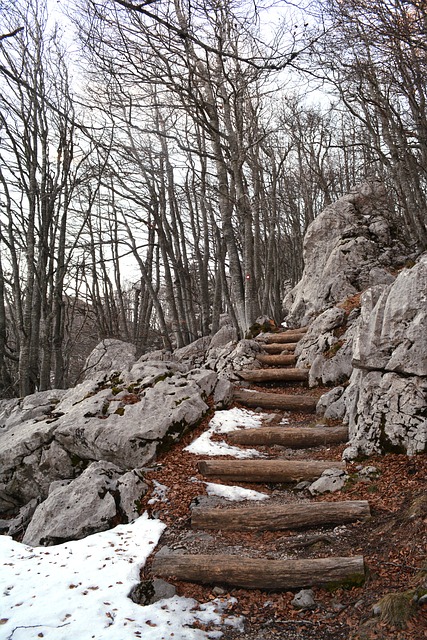 Free Forest Stairs photo and picture