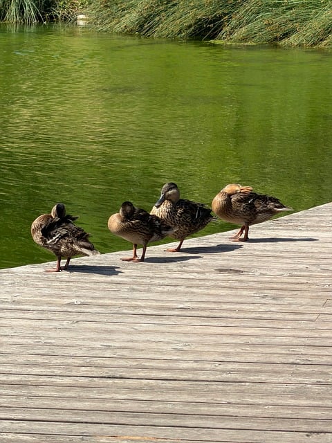 Free Duck Pond photo and picture