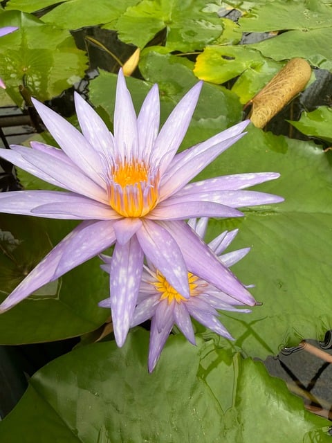 Free Water Lily Purple photo and picture