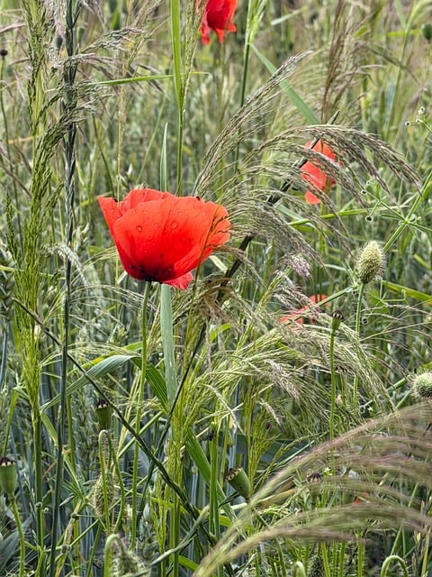 Free Poppy Nature photo and picture