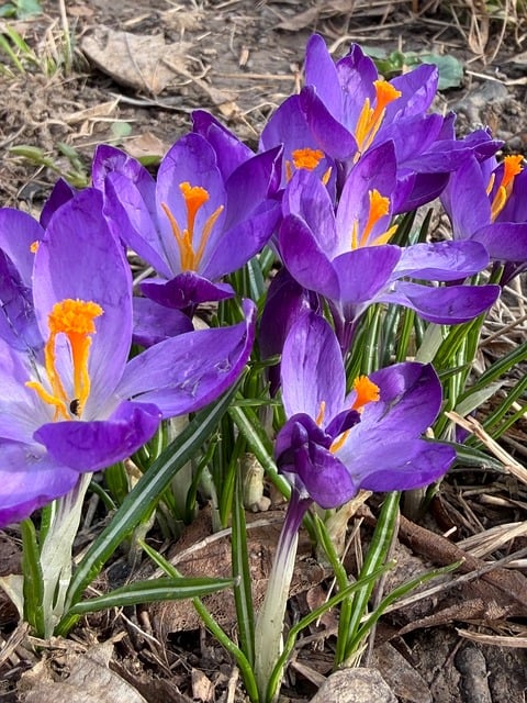 Free Crocus Flower photo and picture