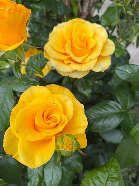 Free Rose Yellow photo and picture