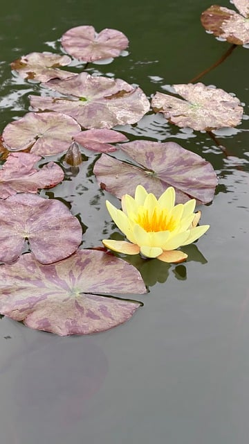 Free Water Lily Yellow Flower photo and picture