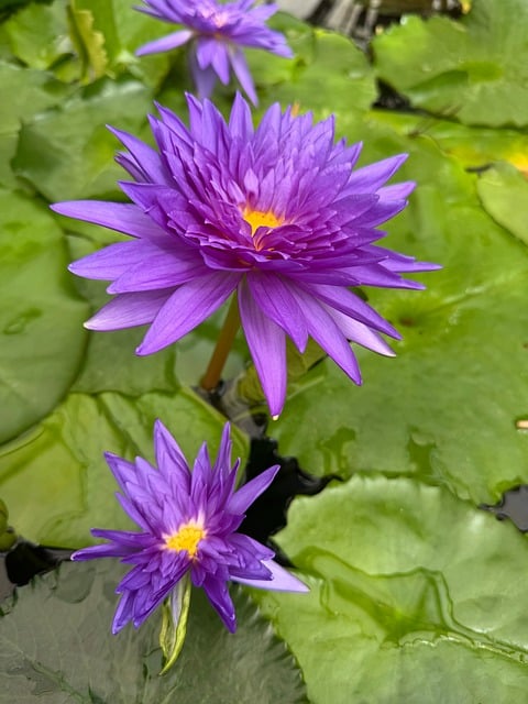 Free Water Lily Purple photo and picture