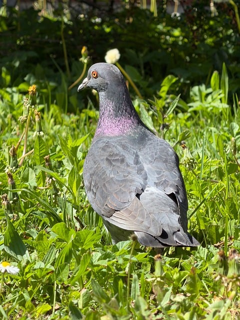 Free Pigeon Garden photo and picture