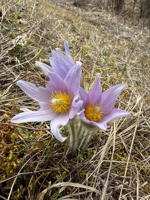 Free Flower Nature photo and picture
