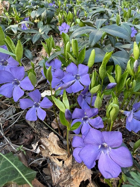 Free Periwinkle Flower photo and picture