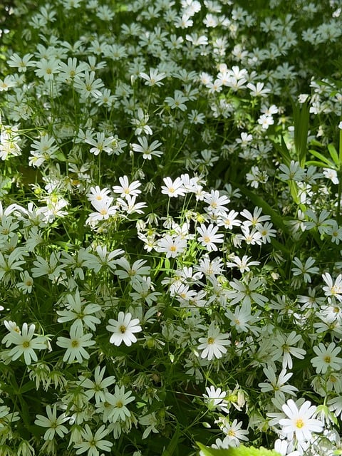 Free Flowers Nature photo and picture
