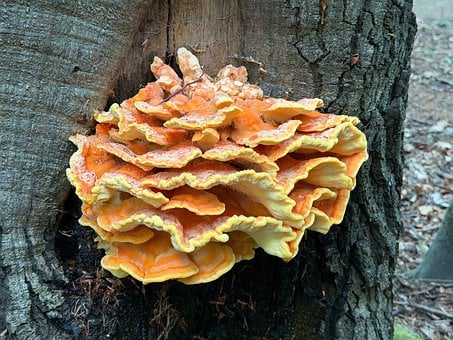 Free Mushrooms Tree photo and picture