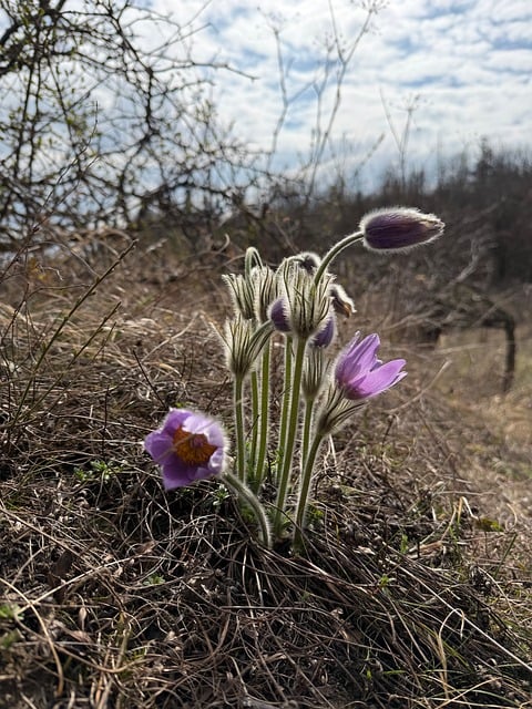 Free Spring Nature photo and picture