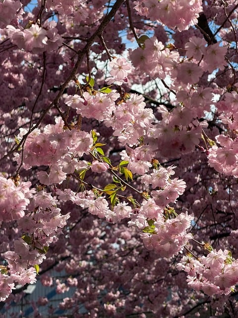 Free Blossom Pink photo and picture