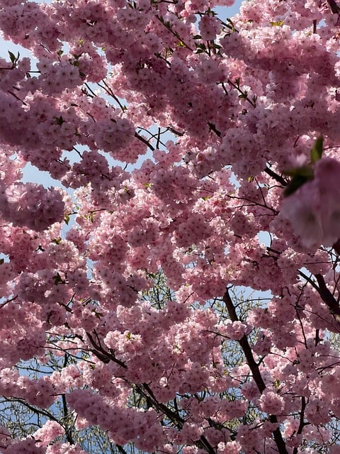 Free Blossoms Cherry Blossom photo and picture