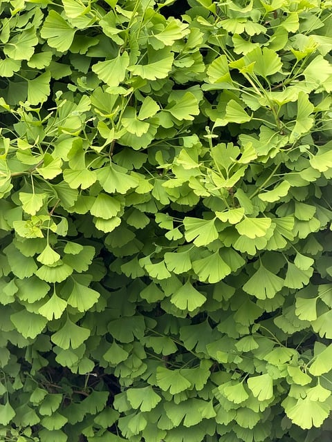 Free Ginkgo Tree photo and picture