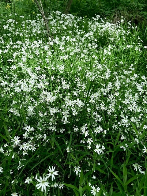 Free Flowers White photo and picture