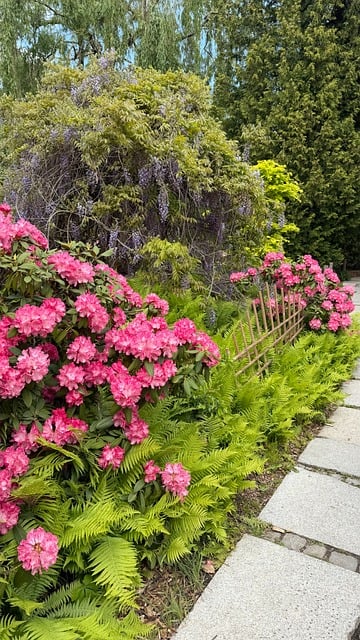 Free Rhododendron Garden photo and picture