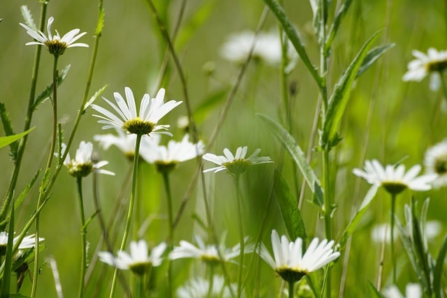 Free Daisy Flowers photo and picture