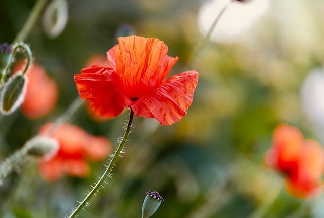 Free Poppy Flower photo and picture