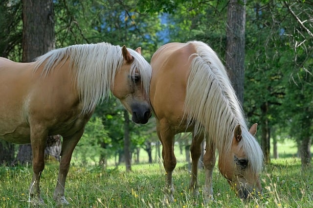 Cavalo, Prado, Crina, Pastando, Campo