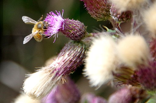 Free Bee Flower photo and picture