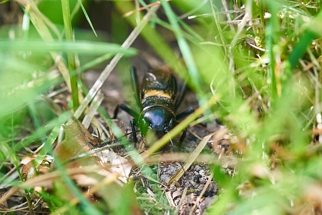 Grillo, Grillo De Campo, Insecto, Hierba
