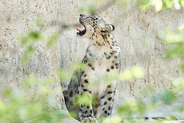 Leopardo-Das-Neves, Vida Selvagem