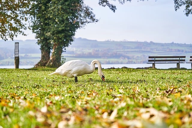 Cisne, Parque, Prado, Árvore, Banco