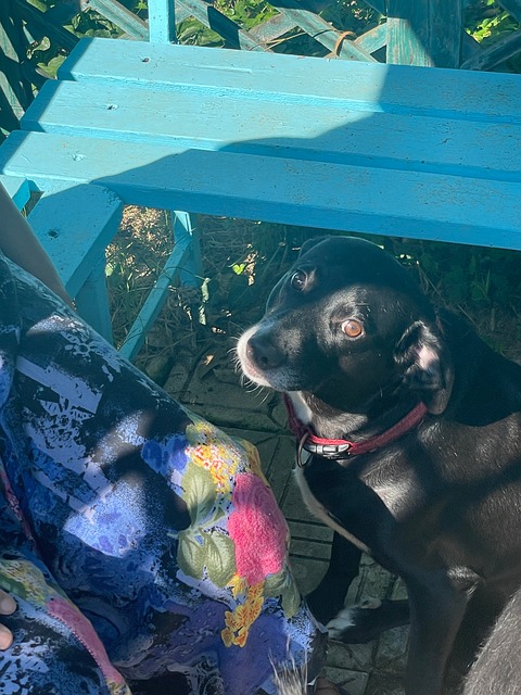 Free Dog Labrador photo and picture