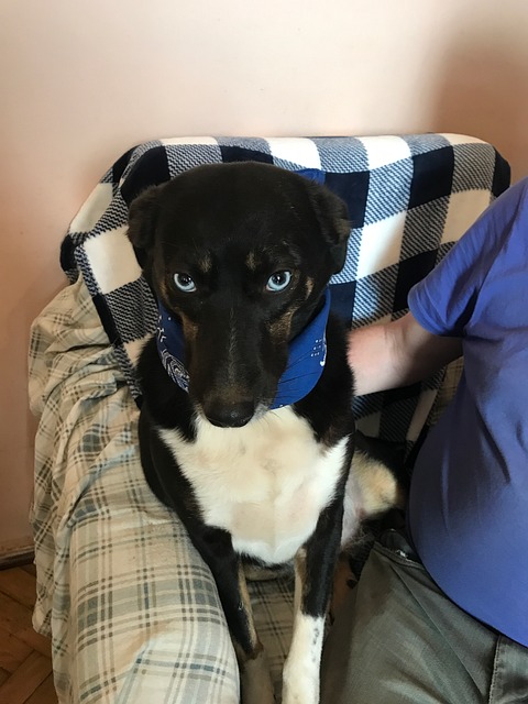 Free Dog Merle photo and picture
