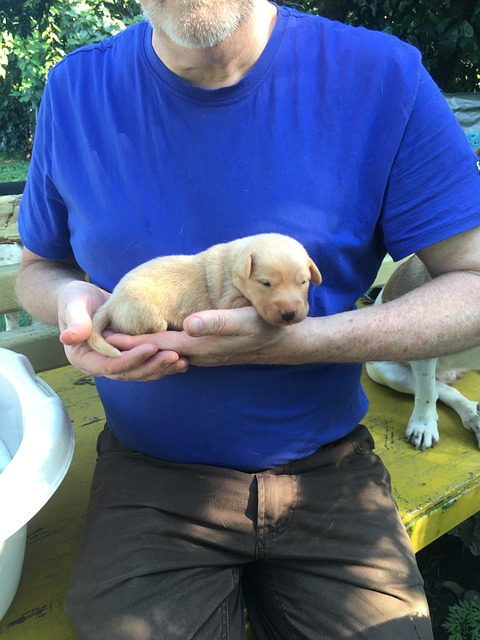 Free Puppy Dog photo and picture